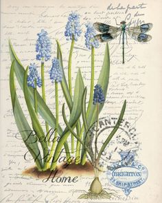 an old postcard with blue flowers and dragonflies