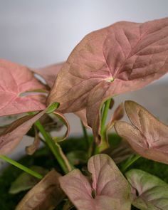 some pink and green plants in a pot