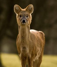 a small deer standing on top of a grass covered field with trees in the background