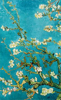 the branches of an almond tree in blossom against a blue sky with white flowers on it