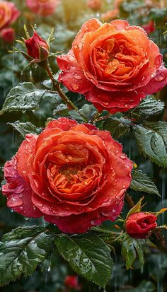 two red roses in the rain with water droplets on them and green leaves around them