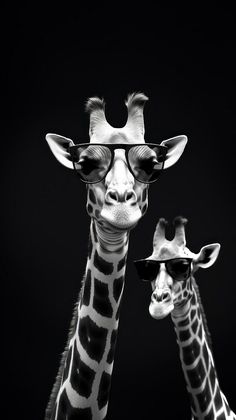 two giraffes are wearing sunglasses and hats