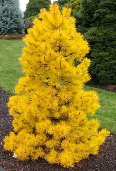 a small yellow tree sitting in the middle of a park