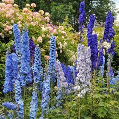 many blue and white flowers in a garden