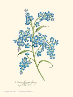 an illustration of blue flowers with green stems