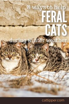 three cats sitting next to each other in the snow with text overlay that reads how to help federal cats stay safe & warm during winter