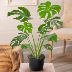 a potted plant sitting on top of a wooden table next to a white chair