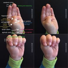 Tantrums? Neuroscience, emotions, and behavior. Flipping your lid and the Hand Model of the Brain by Dr. Dan Siegel Model Of The Brain, Child Therapy, Mindfulness For Kids