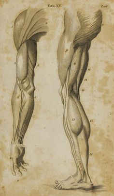 an old drawing shows the muscles and tendors of a man's arm, lower half - body