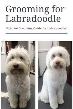 a white dog sitting on top of a table