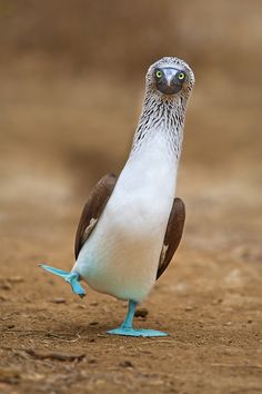 a bird with blue legs standing on the ground