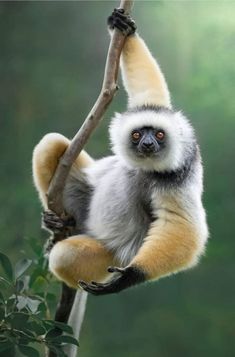 Mammal Photography, Pet Reference, Monkey Reference, Animal Sketchbook, Monkey Photography, Regard Animal, Arte Animal, African Animals