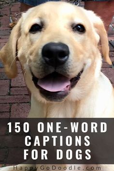 a close up of a dog with the words one word captions for dogs