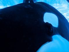 an orca whale swimming in the water with its head above the water's surface