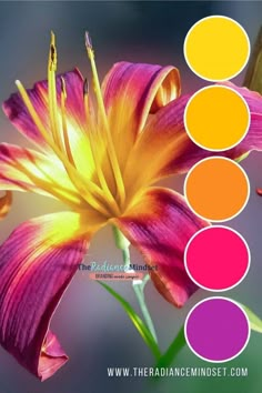 an image of a flower with the colors in it's petals and text that says,