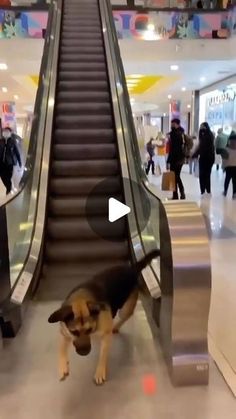 a dog is standing in front of an escalator