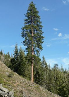 a tall tree sitting on the side of a hill next to a lush green forest