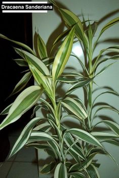 there is a plant with green and white leaves