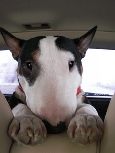 a dog sitting in the back seat of a car with its paws on the steering wheel