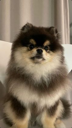 a small dog sitting on top of a white chair