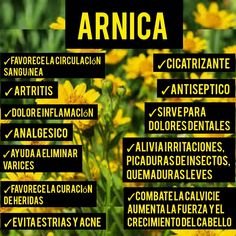 Plantas Medicinales #JardinBotanicoX #Arnica Tea Remedies, Herbal Medicine Recipes, Medical Herbs, Health Knowledge, Health Advice, Medicinal Plants, Natural Medicine, Healthy Nutrition, Belleza Natural