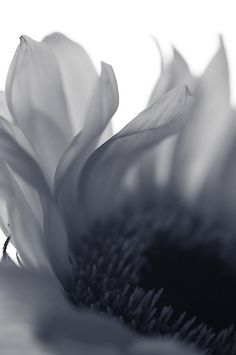 a black and white photo of a sunflower