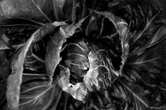 a black and white photo of a leafy plant