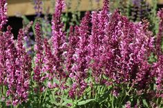 purple flowers are blooming in the garden