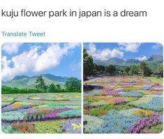 there are two pictures of flowers in the field and one has an image of mountains