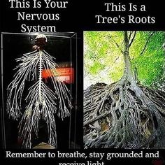 Pagan Magick, Yoga Mantras, Stay Grounded, Prayer Board, Tree Roots, Spiritual Healing, Empath, Nervous System