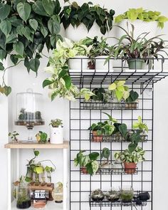 several plants are hanging on the wall in front of a shelf filled with potted plants