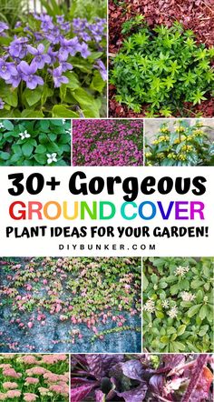 various plants and flowers with the words, 30 + gorgeous ground cover plant ideas for your garden