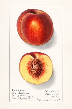 two peaches cut in half on a white surface with writing below them and underneath the fruit