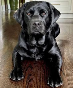 a large black dog laying on top of a wooden floor