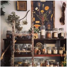 the shelves are filled with jars and plants