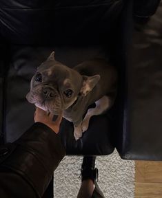 a small brown dog sitting on top of a black chair next to a persons hand