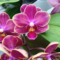 purple flowers with green leaves in the background