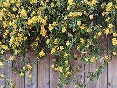 Carolina Jessamine, Gelsemium sempervirens, Monrovia Plant Garden Climbers, Carolina Jasmine, Fast Growing Vines, Hydrangea Petiolaris, Jasmine Vine, Evergreen Vines, Growing Vines, Climbing Hydrangea, Garden Vines