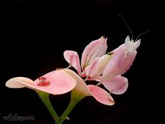 a close up of a flower with a bug on it's back and another insect in the background