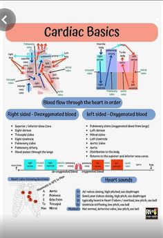 the diagram shows how blood flow through the heart in order to help you understand what it is