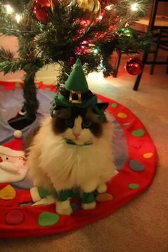 a cat wearing a green hat sitting on top of a red mat under a christmas tree