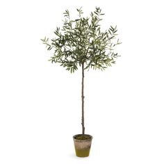 an olive tree in a pot on a white background