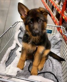 a puppy is sitting in a shopping cart