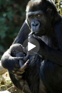 a gorilla holding a baby in its hands