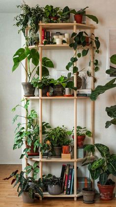 a shelf filled with potted plants on top of a hard wood floor