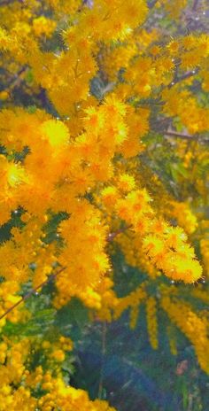 yellow flowers are blooming in the sun