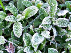 frost covered leaves in the grass on a sunny day