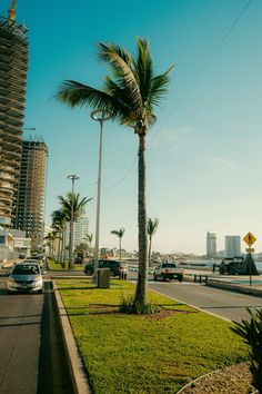 a palm tree on the side of a road