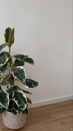 a potted plant sitting on top of a wooden floor next to a white wall