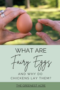 two hands holding an egg with the words what are fairy eggs and why do chickens lay them?